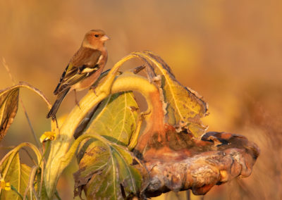 Vink, Chaffinch, Fringilla coelebs | Het Hogeland