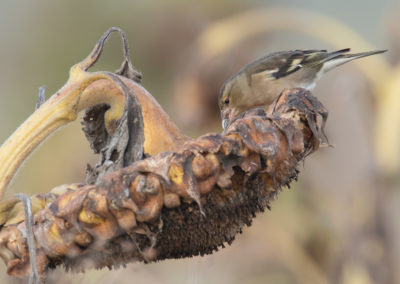 Vink, Chaffinch, Fringilla coelebs | Het Hogeland