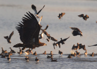 Zeearend, Haliaeetus albicilla, White-tailed eagle | Westerbroekstermadepolder