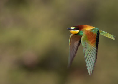 Bijeneter, Merops apiaster, European bee-eater