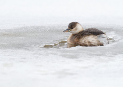 Dodaars, Tachybaptus ruficollis, Little grebe