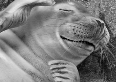 Gewone zeehond, Common seal, Phoca vitulina | Helgoland | Düne