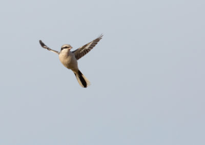 Klapekster, Lanius excubitor, Great grey shrike | Roegwold