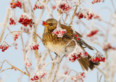 Kramsvogel, Turdus pilaris, Fieldfare | Lauwersmeer