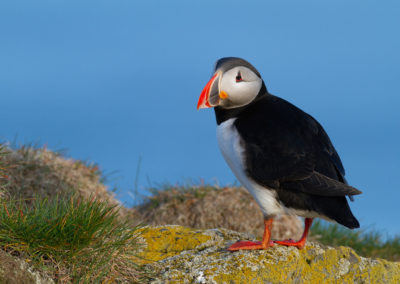 Papegaaiduiker, Fratercula arctica, Puffin