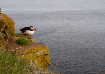 Papegaaiduiker, Fratercula arctica, Puffin | IJsland