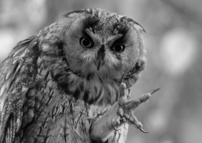 Ransuil, Asio otus, Long-eared owl | Eigen tuin