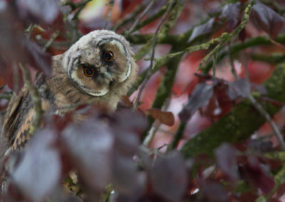 Ransuil, Asio otus, Long-eared owl | Eigen tuin