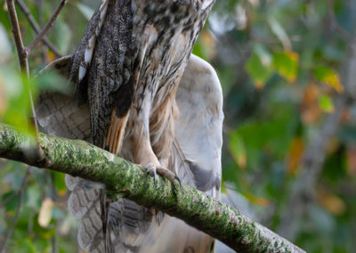 Ransuil, Asio otus, Long-eared owl | Eigen tuin