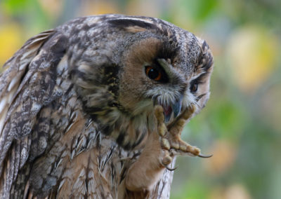 Ransuil, Asio otus, Long eared owl
