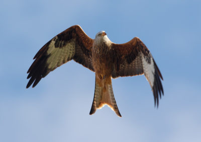 Rode wouw, Milvus milvus, Red kite | Duitsland