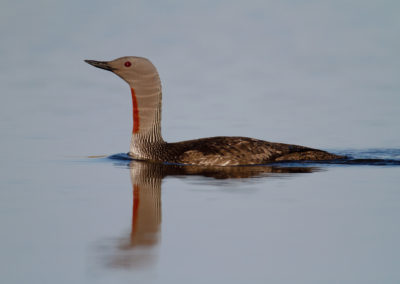 Roodkeelduiker, Gavia stellata, Red-throated diver