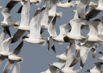 Stormmeeuw, Larus canus, Common gull | Koningslaagte