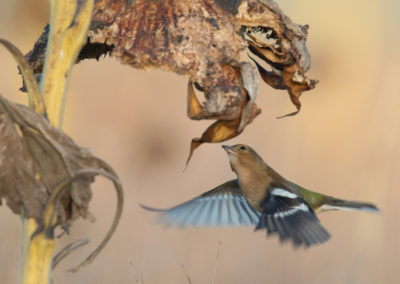 Vink, Fringilla coelebs, Chaffinch | Het Hogeland