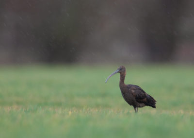 Zwarte ibis, Plegadis falcinellus, Glossy ibis | Het Hogeland