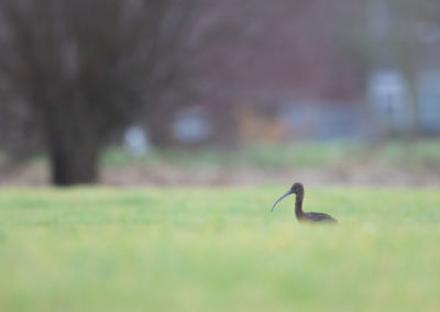 Zwarte ibis, Plegadis falcinellus, Glossy ibis | Het Hogeland