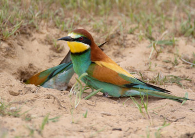 Bijeneter, Merops apiaster, European bee-eater | Algarve | Portugal