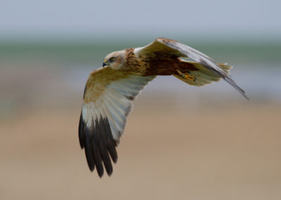 Bruine kiekendief, Circus aeruginosus, Marsh harrier