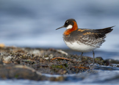 Grauwe franjepoot, Phalaropus lobatus, Red-necked phalarope