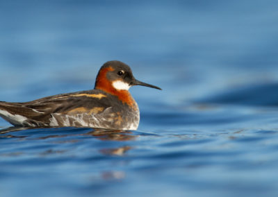 Grauwe franjepoot, Phalaropus lobatus, Red-necked phalarope | IJsland