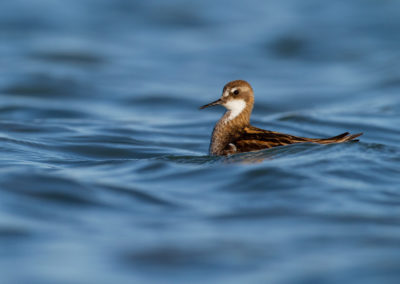 Grauwe franjepoot, Phalaropus lobatus, Red-necked phalarope | IJsland