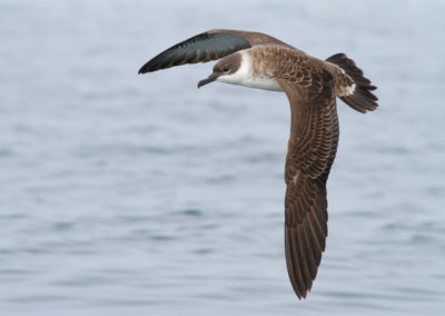 Grote pijlstormvogel, Puffinus gravis, Great shearwater