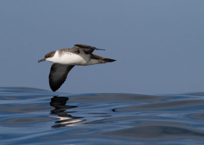 Grote pijlstormvogel, Puffinus gravis, Great shearwater | Algarve | Atlantic Ocean | Portugal