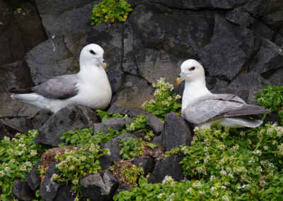 Noordse stormvogel, Fulmarus glacialis, Fulmar