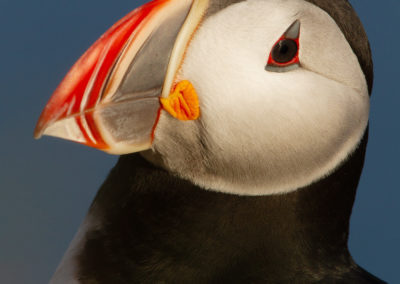 Papegaaiduiker, Fratercula arctica, Puffin | IJsland