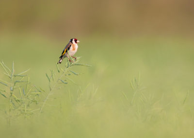 Putter, Carduelis carduelis, Europian goldfinch