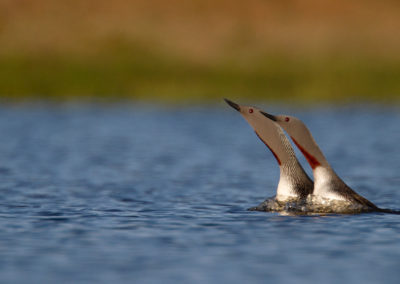 Roodkeelduiker, Gavia stellata, Red-throated diver | IJsland