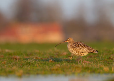 Wulp, Eurasian curlew, Numenius arquata | Winsumermeeden