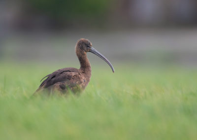 Zwarte ibis, Plegadis falcinellus, Glossy ibis | Het Hogeland