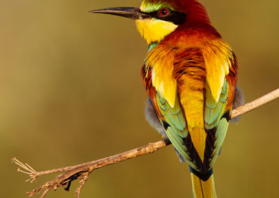 Bijeneter, Merops apiaster, European bee-eater | Algarve | Portugal