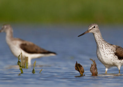 Groenpootruiter, Tringa nebularia, Common greenshank | Winsumermeeden