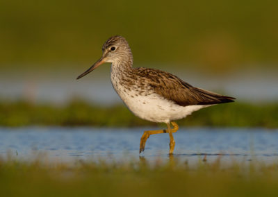 Groenpootruiter, Tringa nebularia, Common greenshank | Winsumermeeden