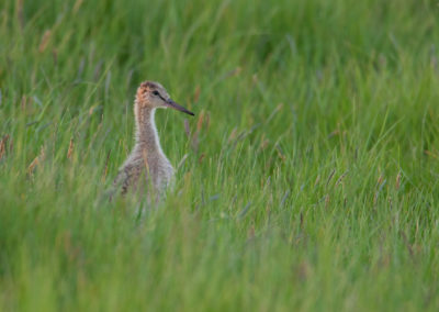 Grutto, Limosa limosa, Black-tailed godwit | Winsumermeeden