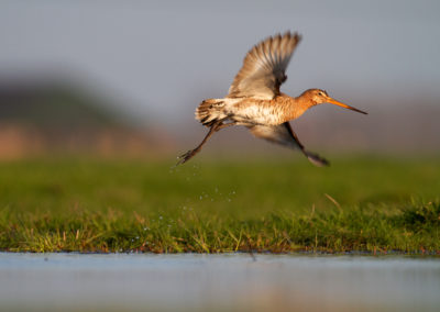 Grutto, Limosa limosa, Black-tailed godwit | Winsumermeeden