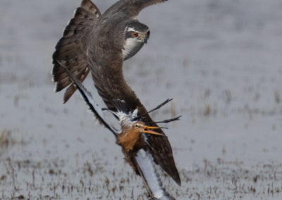 Grutto, Limosa limosa, Black-tailed godwit | Koningslaagte