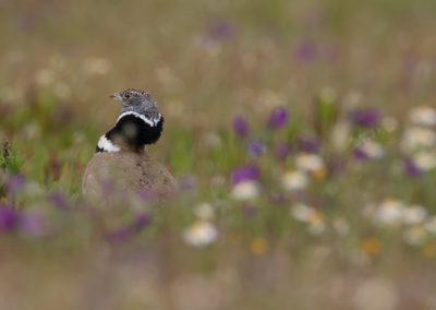 Kleine trap, Tetrax tetrax, Little bustard | Algarve | Sagres