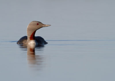 Roodkeelduiker, Gavia stellata, Red-throated diver | IJsland