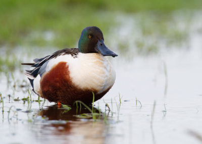 Slobeend, Anas clypeata, Northern shoveler