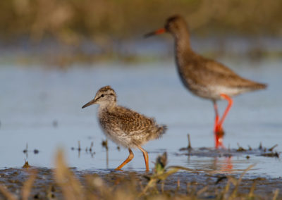 Tureluur, Tringa totanus, Common redshank | Winsumermeeden