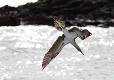 Blauwvoetgent, Sula nebouxii, Blue-footed boobie | Ecuador | Galapagos eilanden