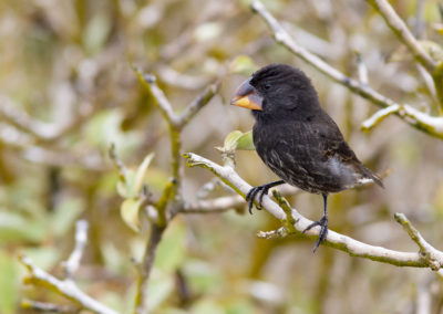 Grote grondvink, Geospiza magnirostris, Large ground finch | Ecuador | Galapagos eilanden