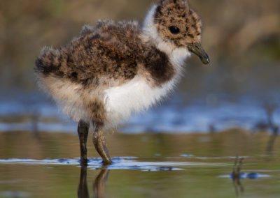 Kievit, Vanellus vanellus, Lapwing | Winsumermeeden