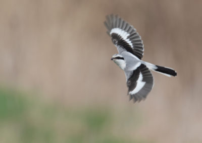 Klapekster, Lanius excubitor, Great grey shrike | Roegwold