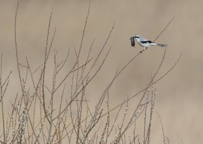 Klapekster, Lanius excubitor, Great grey shrike | Roegwold