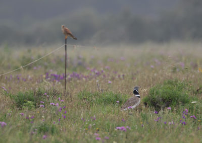 Kleine trap, Tetrax tetrax, Little bustard | Algarve | Sagres