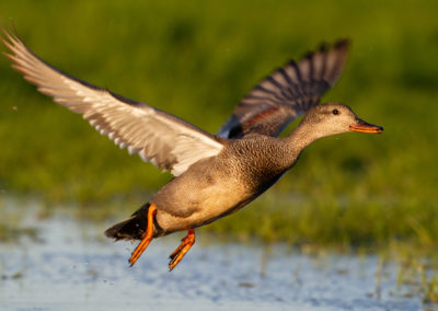 Krakeend, Anas strepera, Gadwall | Winsumermeeden